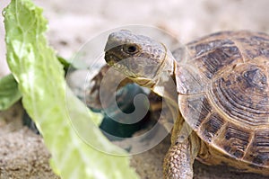 Russian tortoise