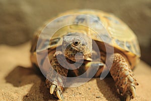 Russian tortoise