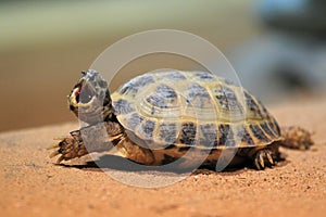 Russian tortoise