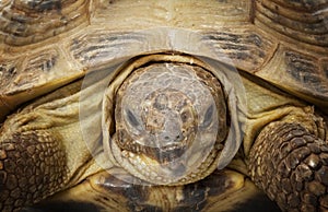 Russian Tortoise