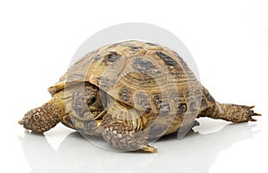 Russian Tortoise
