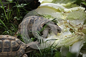 Russian tortoise (Agrionemys horsfieldii).