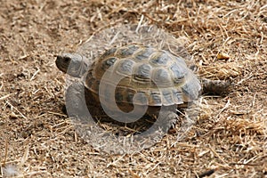 Russian tortoise (Agrionemys horsfieldii).