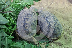 Russian tortoise (Agrionemys horsfieldii)