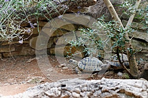 Russian tortoise Agrionemys horsfieldii