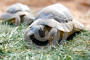 Russian tortoise Agrionemys horsfieldii