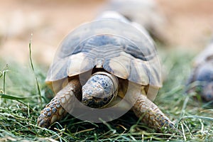 Russian tortoise Agrionemys horsfieldii