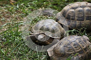 Russian tortoise (Agrionemys horsfieldii), also known as the Central Asian tortoise.
