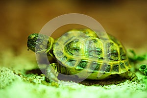 Russian tortoise closeup view 10