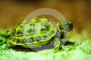 Russian tortoise closeup view 11