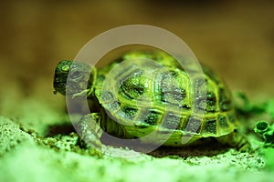 Russian tortoise closeup view 12