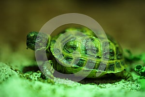 Russian tortoise closeup view 13