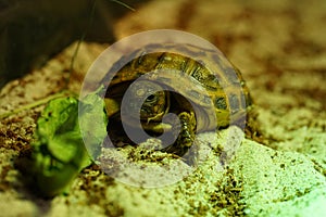 Russian tortoise closeup view 15