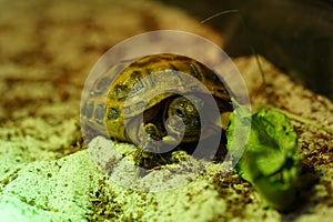 Russian tortoise closeup view 17