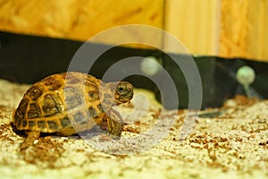 Russian tortoise closeup view 18
