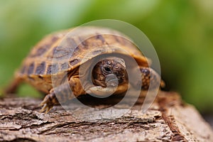 Russian tortoise closeup view 19