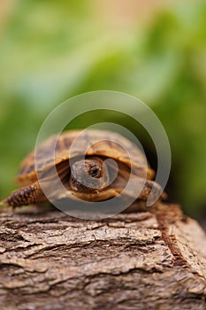 Russian tortoise closeup view 20