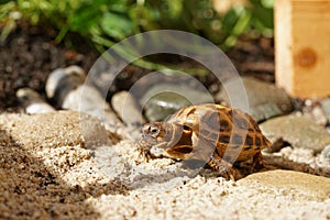 Russian tortoise closeup view 22