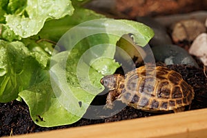 Russian tortoise closeup view 23