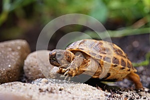 Russian tortoise closeup view 24