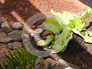 Russian tortoise closeup view 26