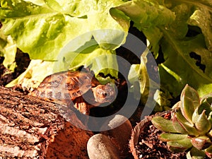 Russian tortoise closeup view 27