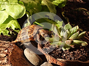 Russian tortoise closeup view 28