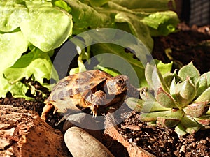 Russian tortoise closeup view 29