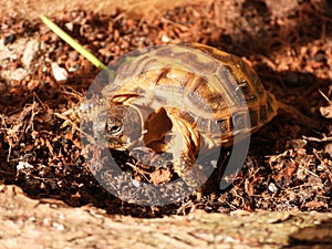 Russian tortoise closeup view 31