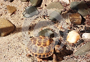 Russian tortoise closeup view 32