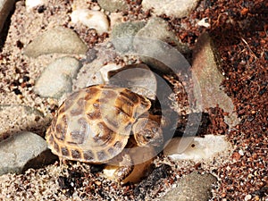 Russian tortoise closeup view 34