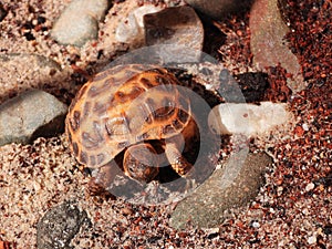 Russian tortoise closeup view 35