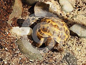 Russian tortoise closeup view 36