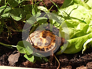 Russian tortoise closeup view 37