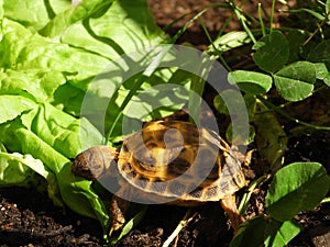 Russian tortoise closeup view 38