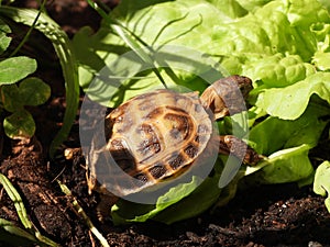 Russian tortoise closeup view 39