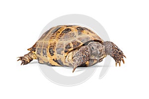 Russian Tortoise Crawling On White