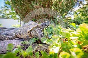 Russian tortoise exploring