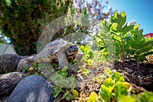 Russian tortoise exploring