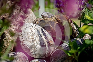 Russian tortoise exploring on rock
