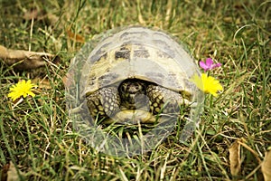 Russian tortoise in the grass - Testudo horsfieldii