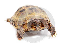 Russian tortoise, Horsfields tortoise