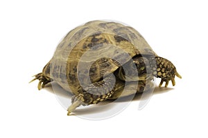 Russian tortoise isolated on white background.Testudo horsfieldii