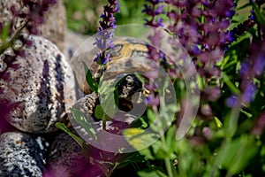 Russian tortoise peeking between flowers