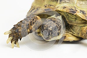 Russian Tortoise Testudo horsfieldii  on white background