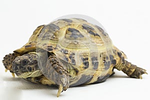 Russian Tortoise Testudo horsfieldii  on white background