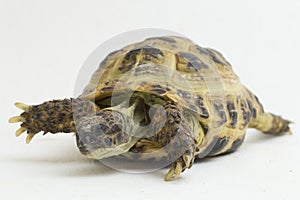 Russian Tortoise Testudo horsfieldii  on white background