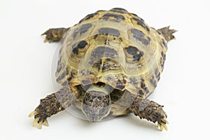 Russian Tortoise Testudo horsfieldii  on white background