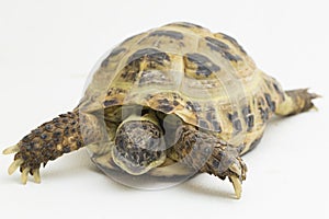 Russian Tortoise Testudo horsfieldii  on white background