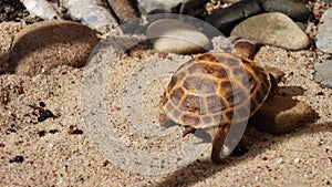 Russian tortoise in turtle enclosure  